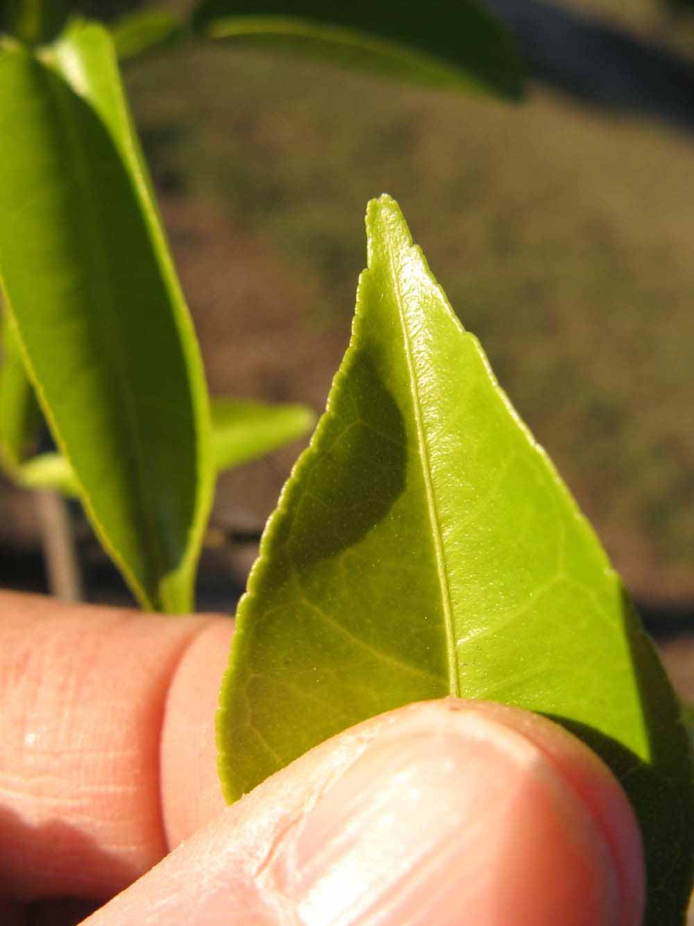              Margin (Winter Haven, FL)       